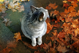 Cat in Fall