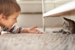 Boy reaching out to a kitten