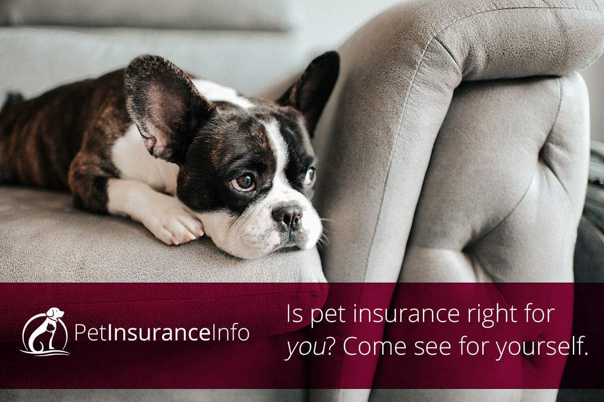 Pet insurance info