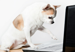 Chihuaha typing on a laptop