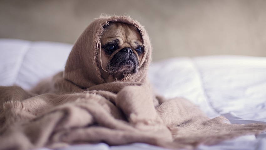 6 Signs Your Pet May Have Canine Influenza