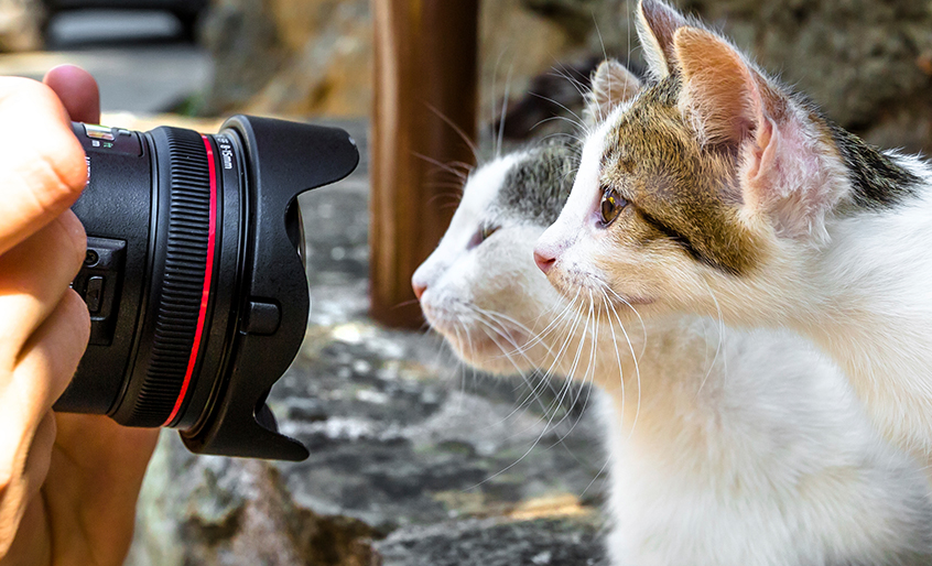 10 Top Free Photo Sites & Image Usage Tips for Veterinary Websites