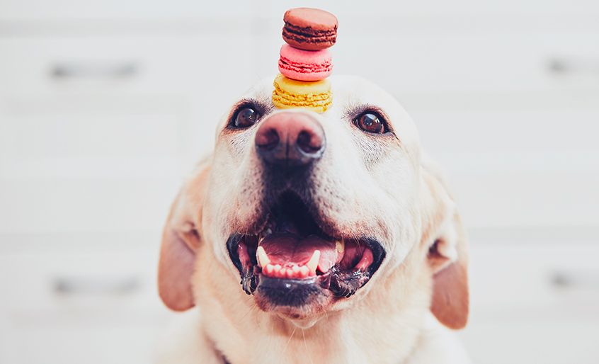 How to Use FUN as a Veterinary Facebook Marketing Tool