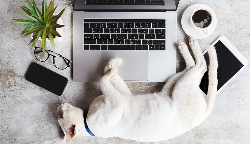 How to Respond on Social Media As a Veterinarian