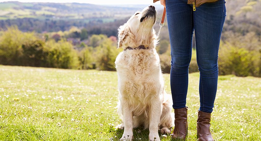 4 Types of dr. google pet owners