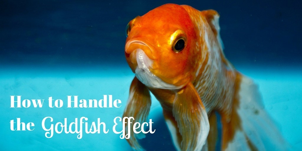 How to Handle the Goldfish Effect