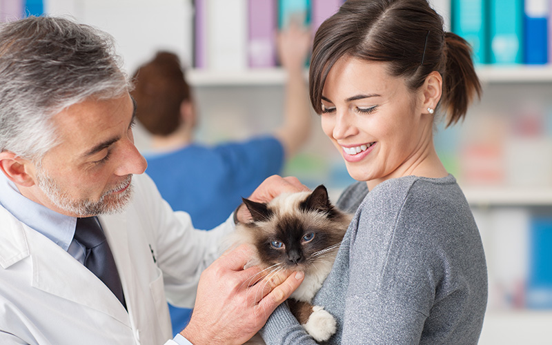 Veterinarian checking a cat