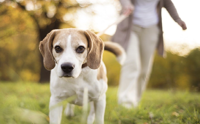 Release the Hounds: Using Brand Advocates for Veterinary Marketing