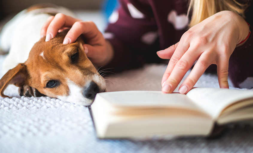 Quiz: How Well Do You Know Veterinary Content?