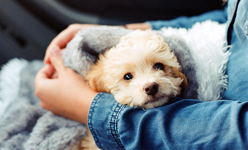 Call to Veterinarians: Help Spread the Word about Post-disaster Pet Care