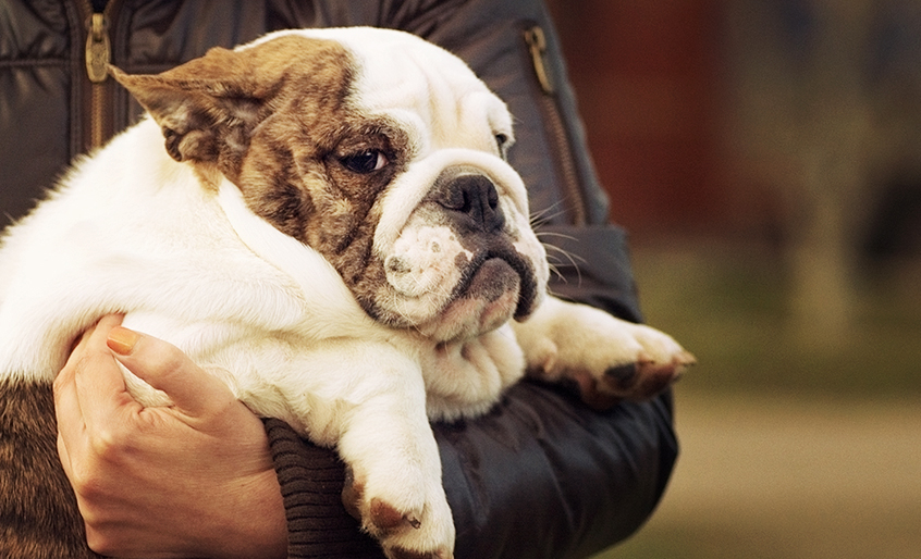 6 Ideas for Addressing Pet Obesity in Your Community
