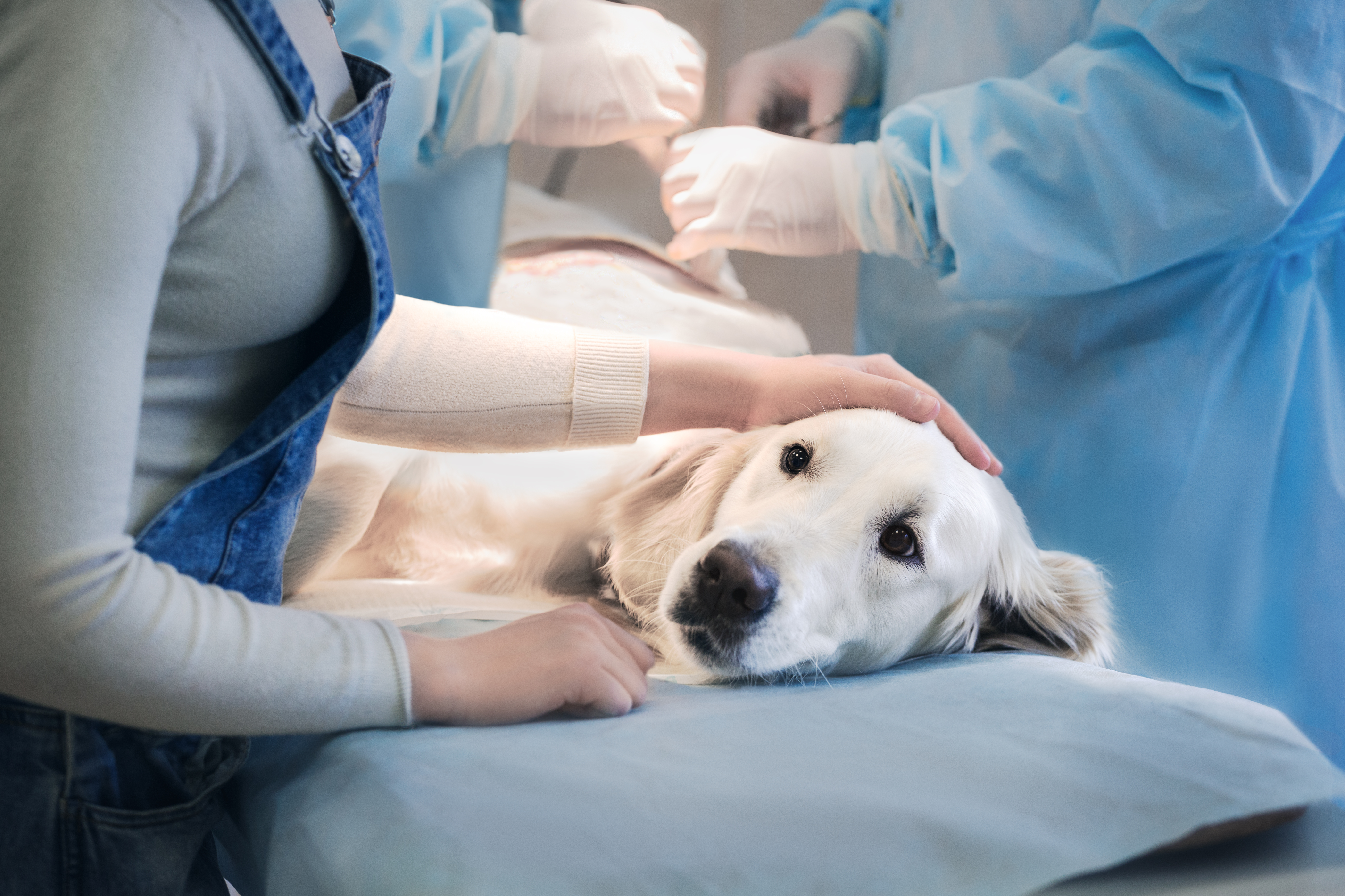 Ill golden retriever on operating table in veterinarian's clinic