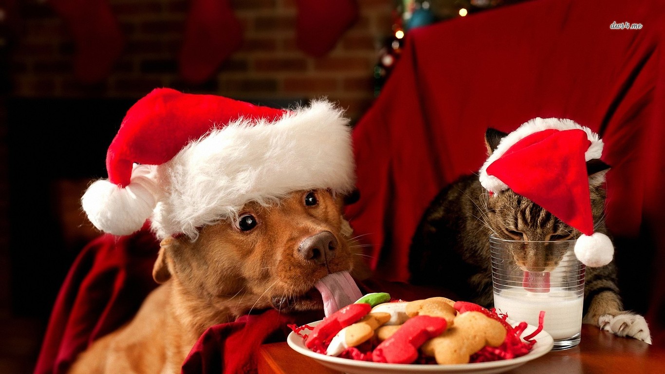 christmas cat dog eating