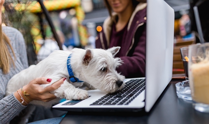 Simplifying Veterinary-Client Communications: The Time-Saving Power of ALLYDVM