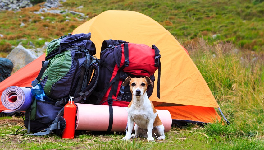 Free Download: 7 Tips to Minimize Pet Stress During Travel