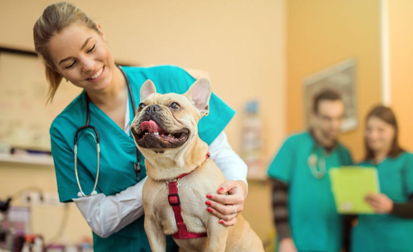 4 reasons veterinarians are super heroes