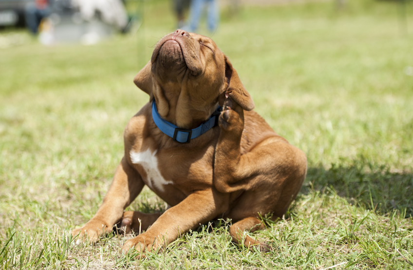 Sharable Flea and Tick Facts