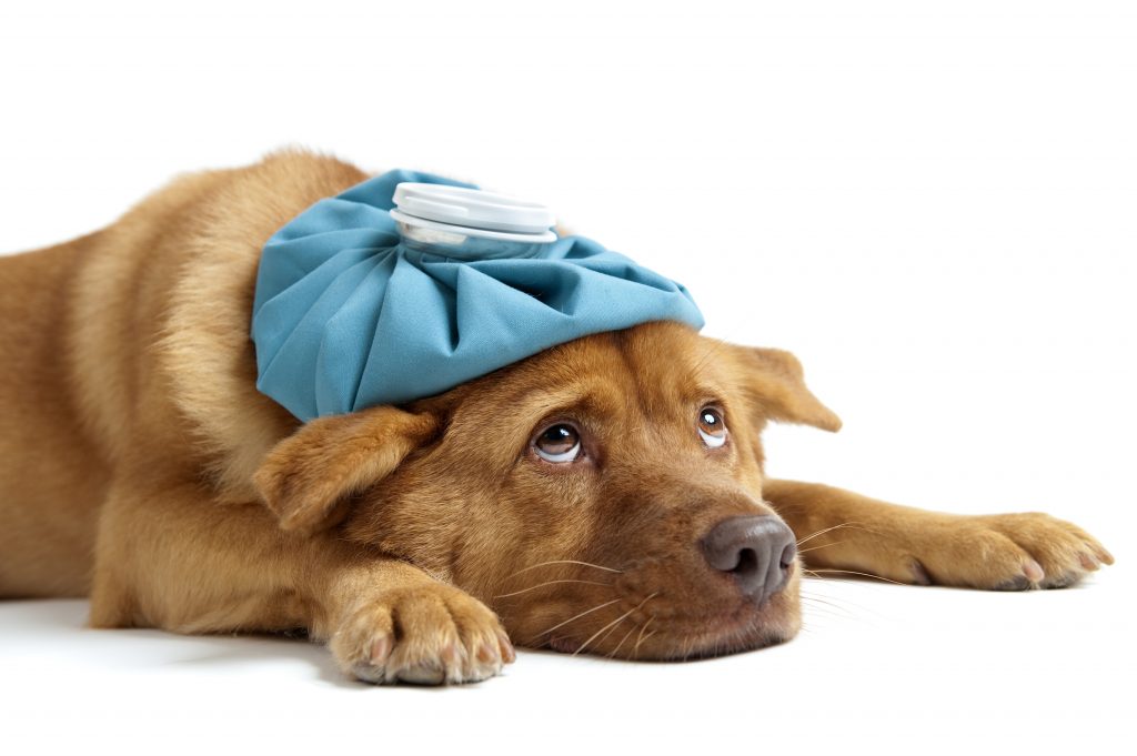 Get Free Client Education Resources for Pet Poisoning Prevention