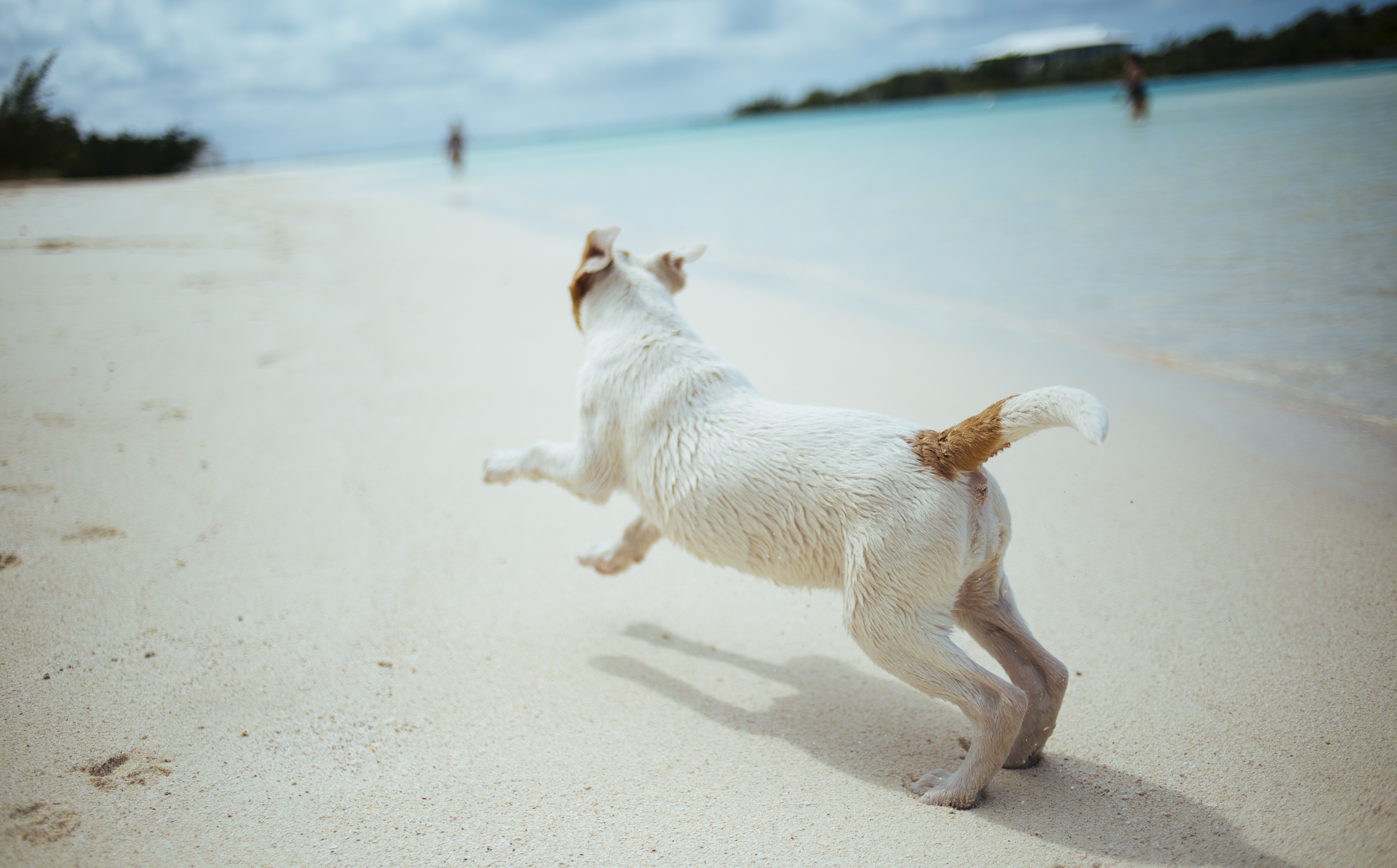 Pet Safe Summer Celebrations