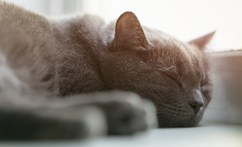 4 Dangerous Myths Pet Parents Believe About Cat Health
