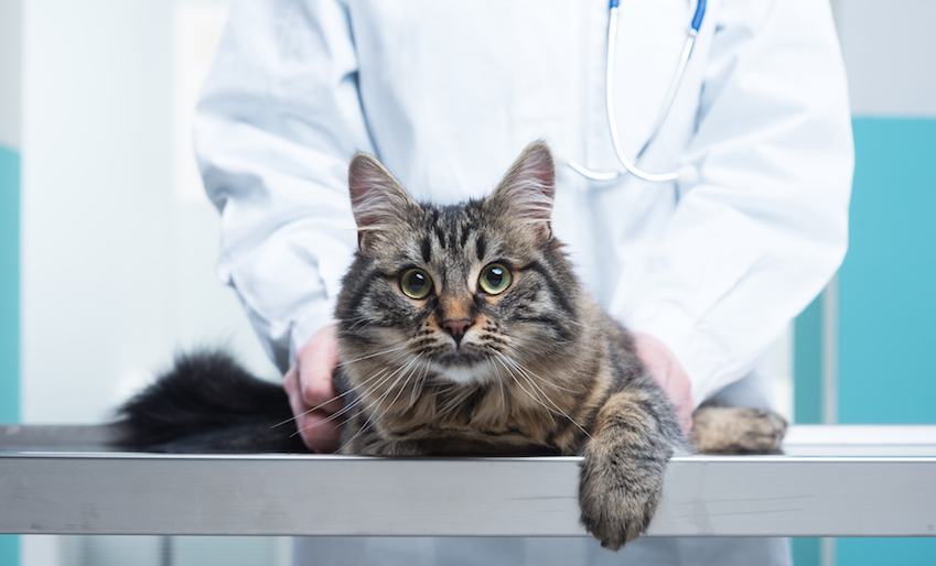 veterinarian cats