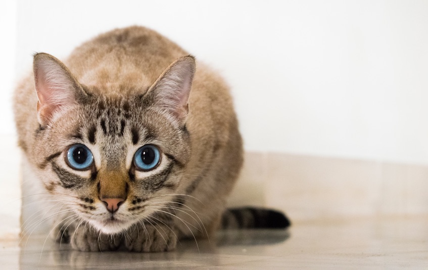 Take Your Cat to the Vet Day: How to Encourage Routine Veterinary Care for Cats