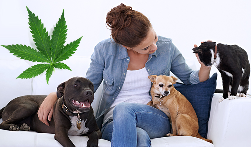 Cannabis, CBD and Your Pet