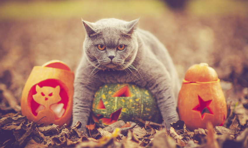 Halloween Pet Safety Tips