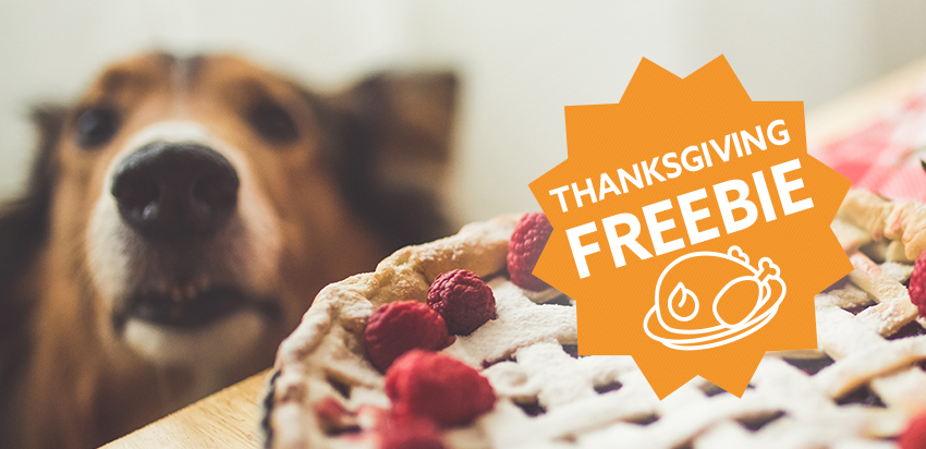 Thanksgiving Foods You Should Never Feed Your Pets