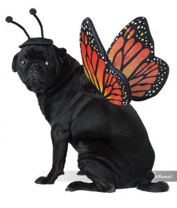 butterfly dog