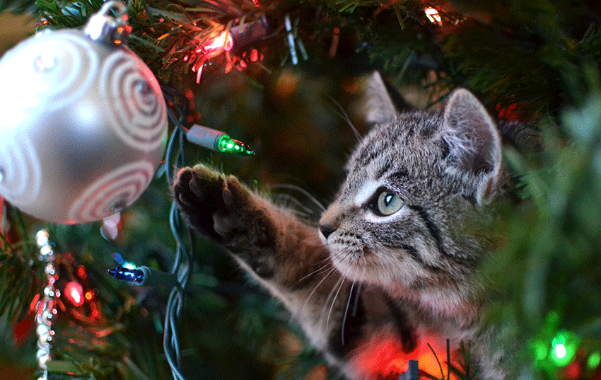 Christmas Tree Cat