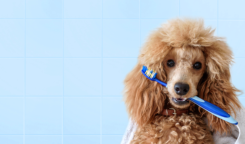 7 Pet Owner FAQs Answered About Pet Dental Health