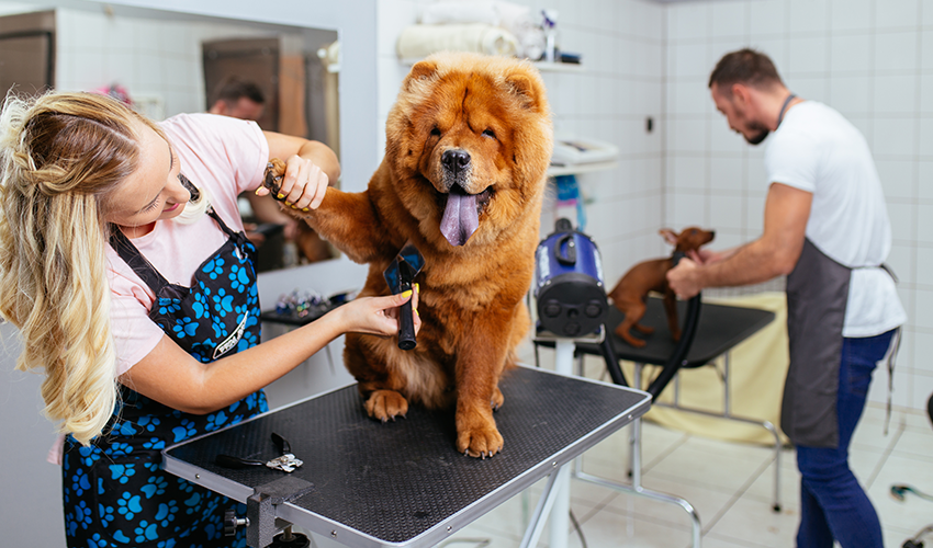 Breaking Mews! Valentine’s Day for Pets Is Booming for Groomers!