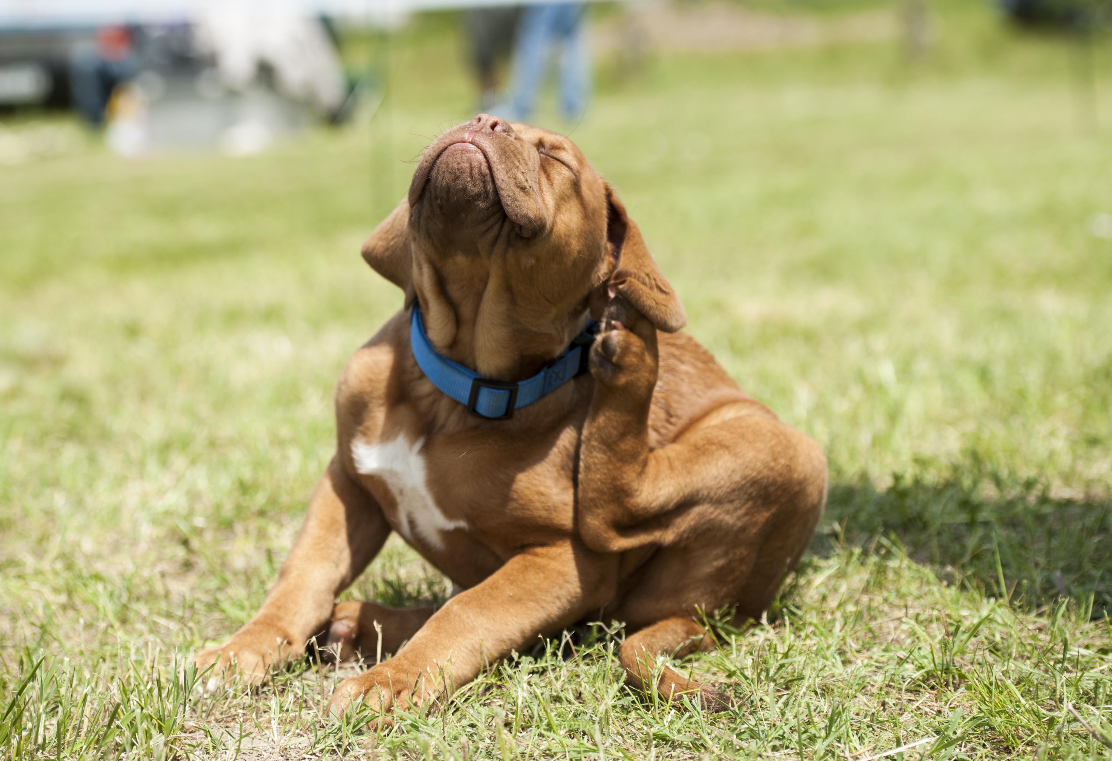 Dogue de Bordeaux (French Mastiff) puppy trying to get rid off fleas.