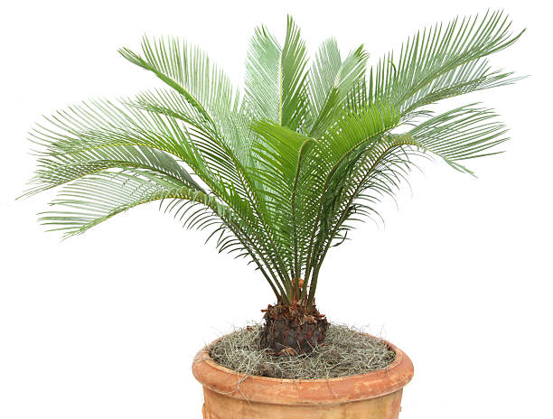 Closeup of the leaves on a Sago Palm...isolated on white