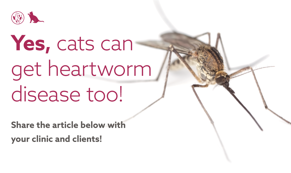 Yes, Cats Can Get Heartworm Disease Too