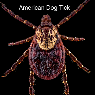 american_dog_tick