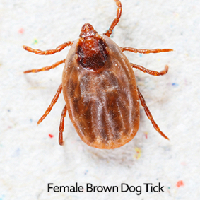 brown dog tick