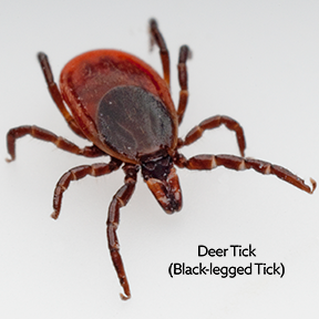 deer tick