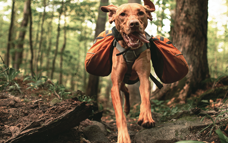 Disaster Preparedness for Pet Owners