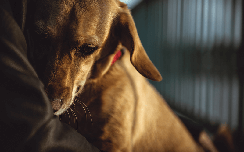 5 Tips for Soothing Terrified Dogs During Thunderstorms