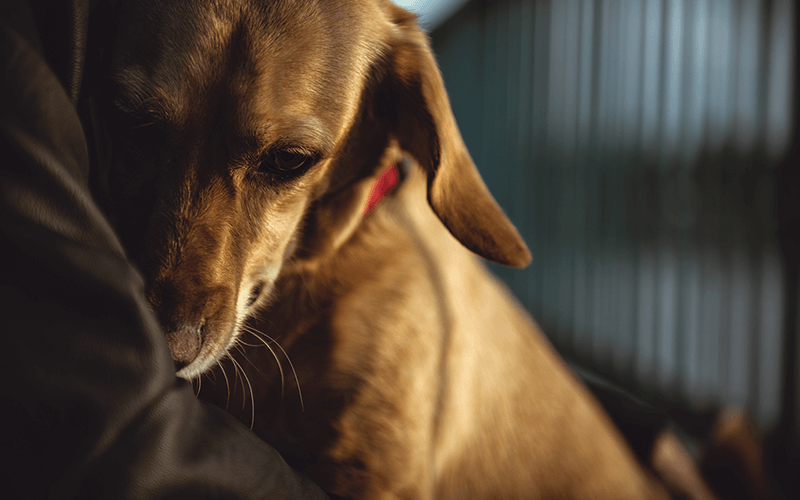 relaxing music for dogs during thunderstorms