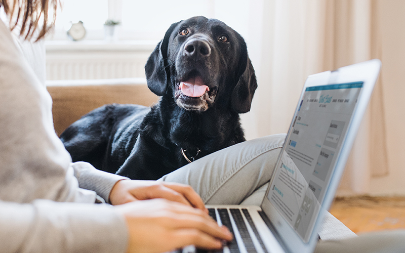 How to Create Seasonal Pet Health Email Campaigns Using LifeLearn ClientEd – Part 2