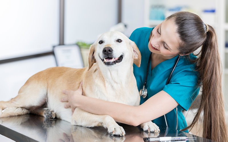 The Importance of Vaccinating Your Pet