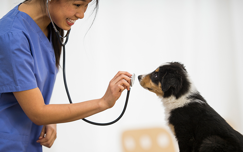 5 Quick Tips for Marketing Your Vet Practice
