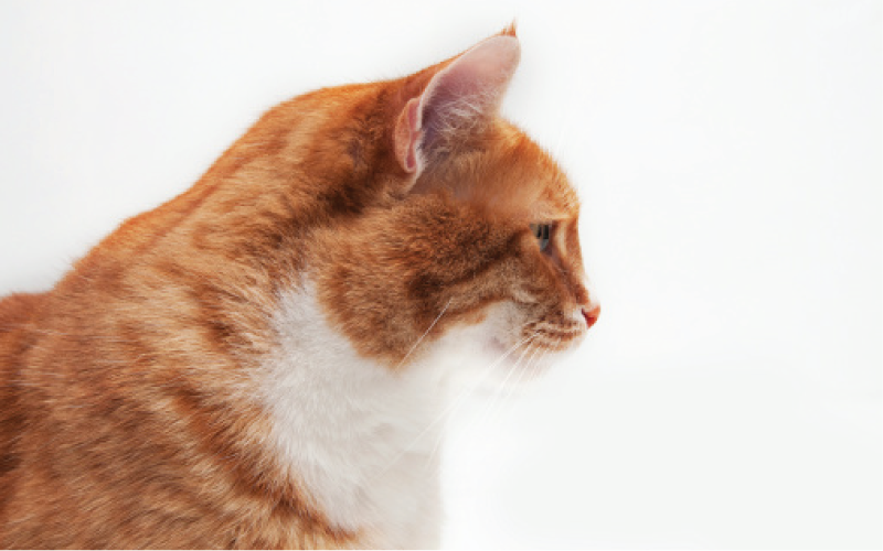 It’s National Pet Obesity Awareness Day, Here’s How and Why to Keep Kitty Slim.