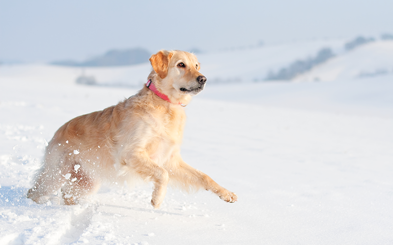 The Winter Forecast Calls for Dog Safety. Are You Prepared?
