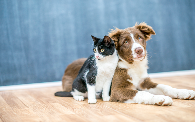 The Ultimate List of 2020 Pet Holidays for Veterinary Practices