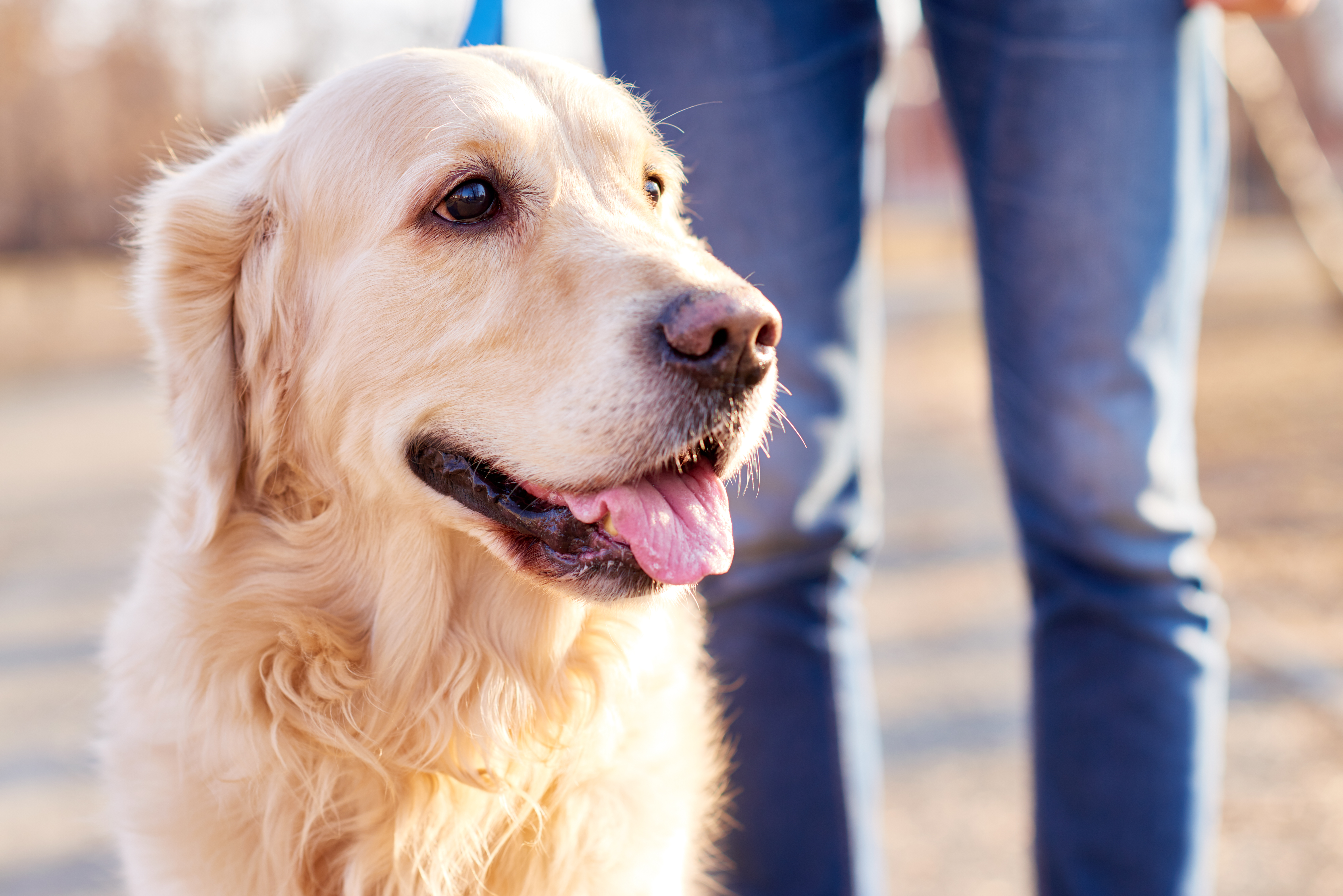 Walk Your Dog – Improve Your Health (Yes, It’s That Easy)