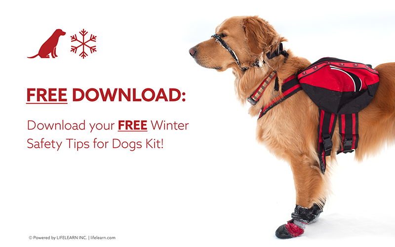 Top Winter Safety Tips for Dog Owners